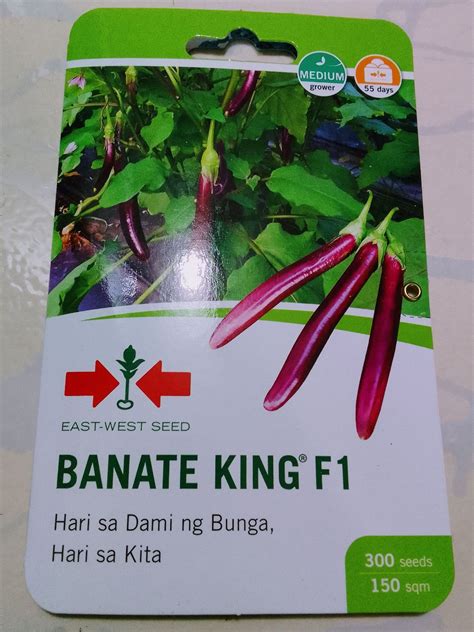 EGGPLANT SEEDS (BANATE KING F1) – Green Centrale PH.